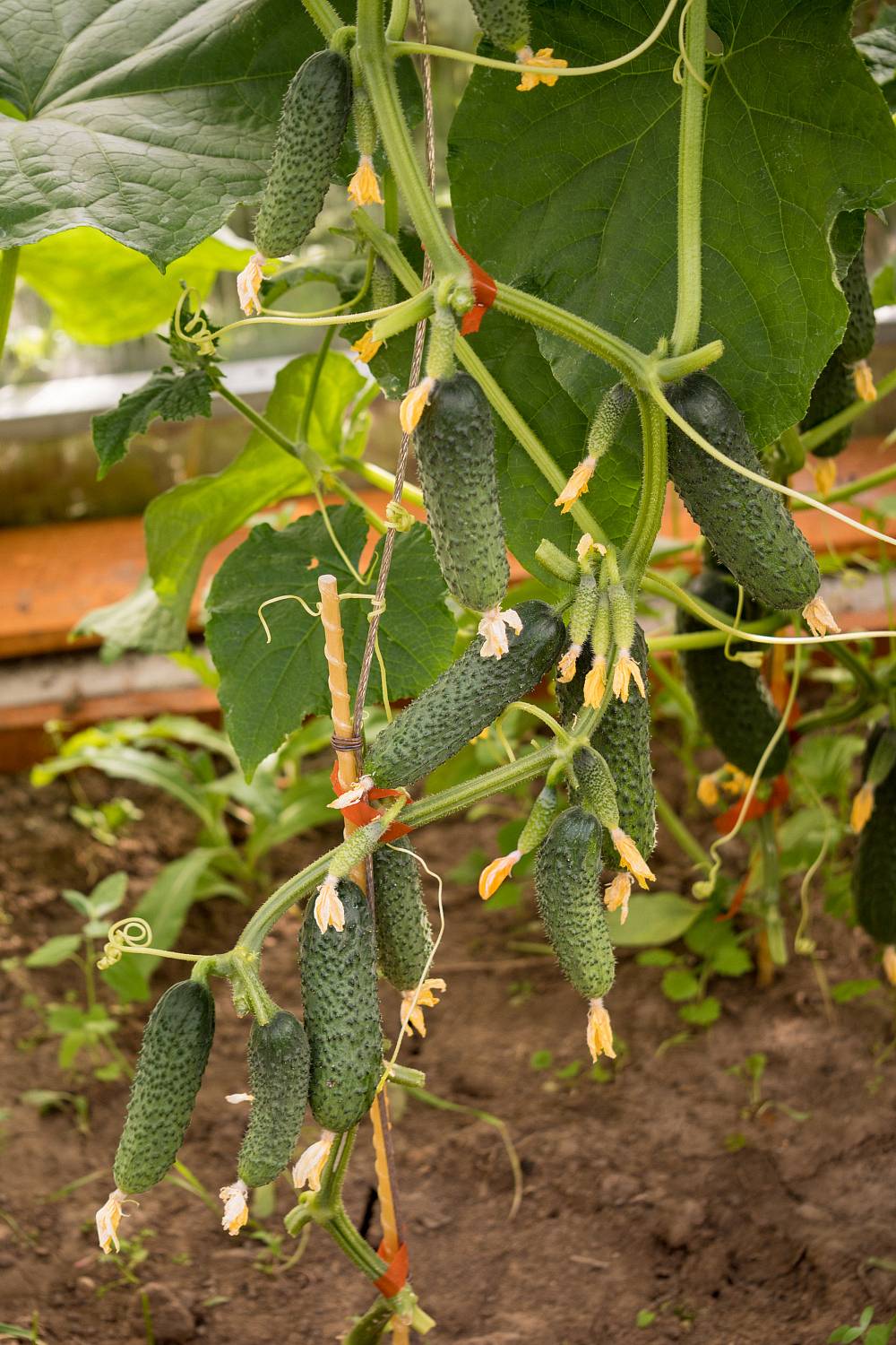 огурец партенокарпический Бинго F1